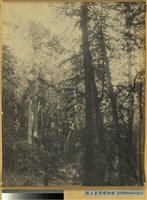 阿里山萬歲山扁柏林藏品圖，第1張